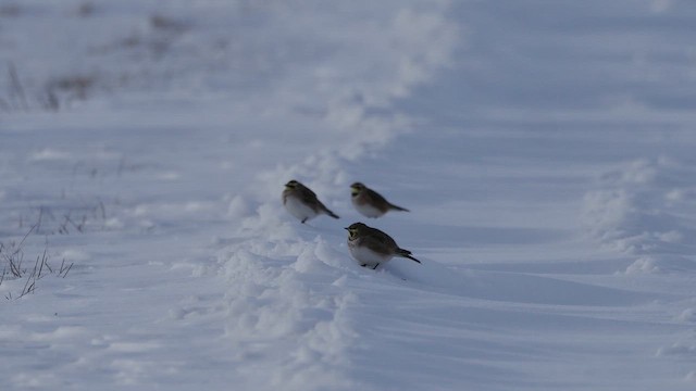 Horned Lark - ML650568961