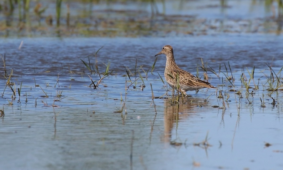 Txirri pektorala - ML650569150