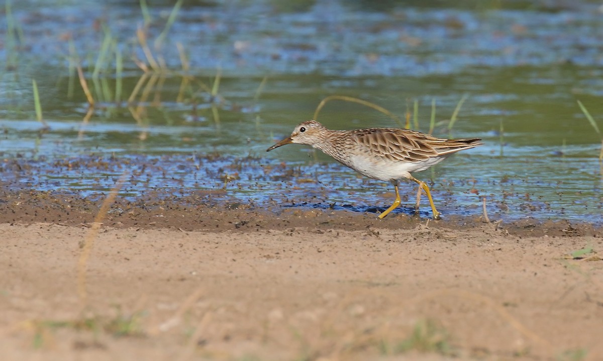 Txirri pektorala - ML650569157