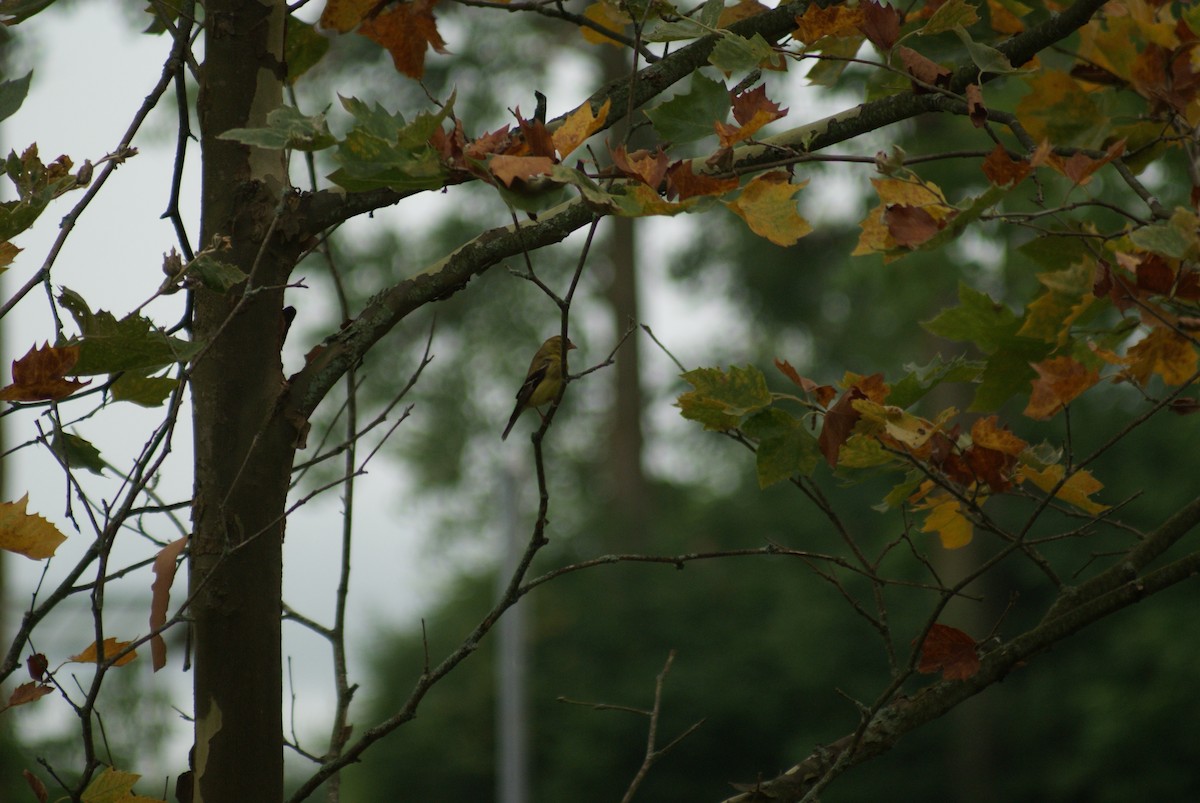 American Goldfinch - ML65056921