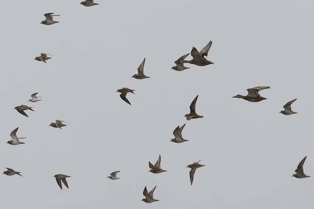 Boz Ördek - ML650569308