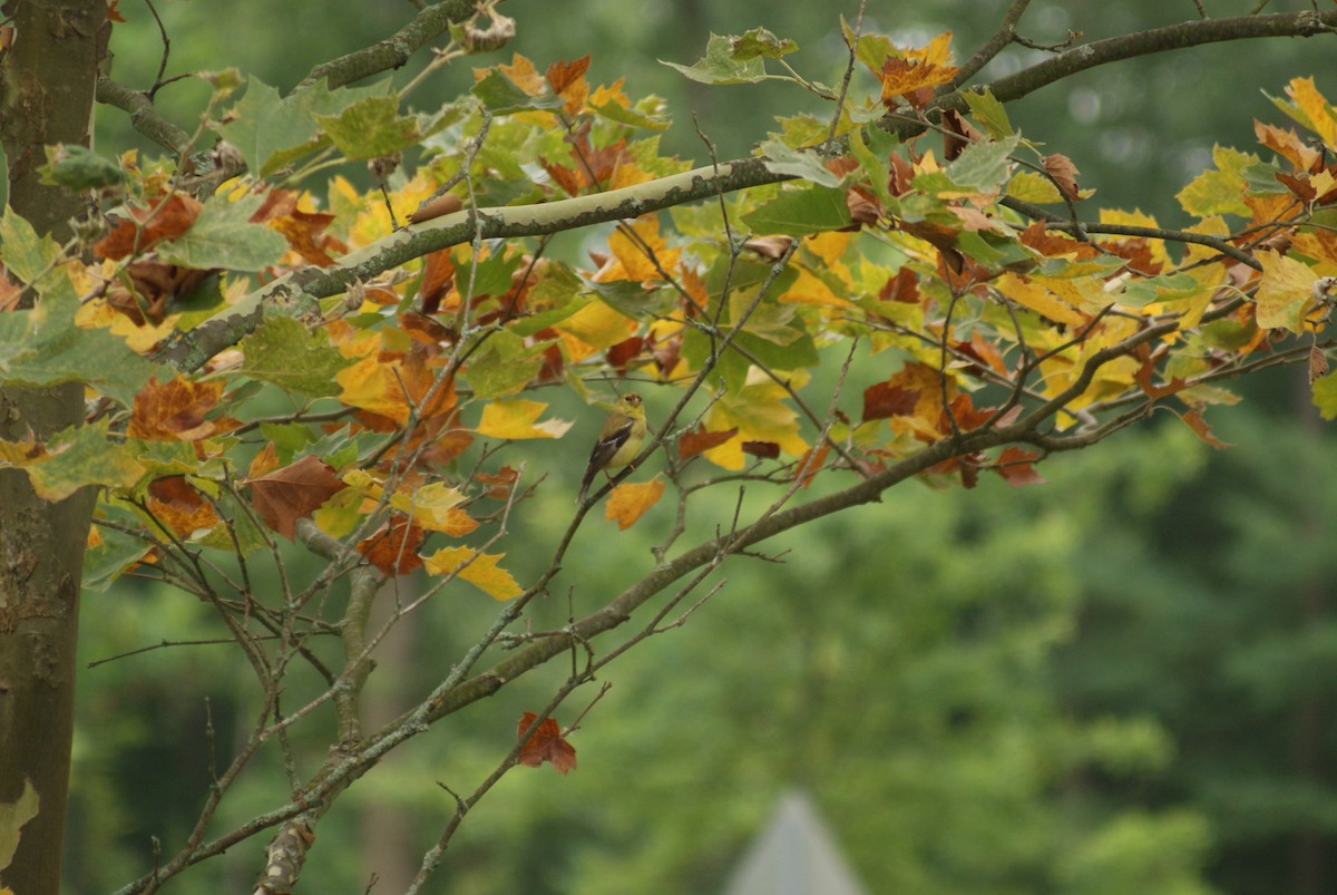 American Goldfinch - ML65056931