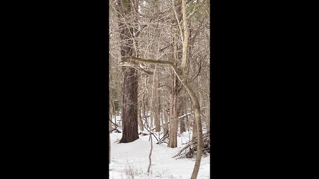 Дрозд-отшельник - ML650569429