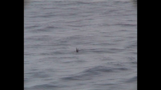 Wedge-rumped Storm-Petrel - ML650569497