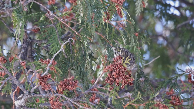 マツノキヒワ - ML650569661