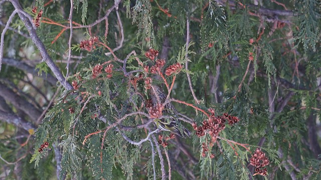 マツノキヒワ - ML650569662