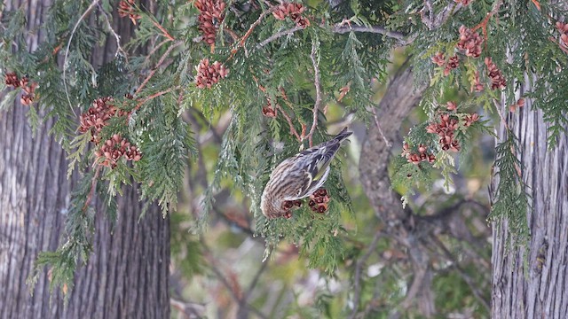 マツノキヒワ - ML650569663