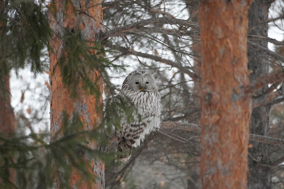 Urubi uraldarra - ML650569716