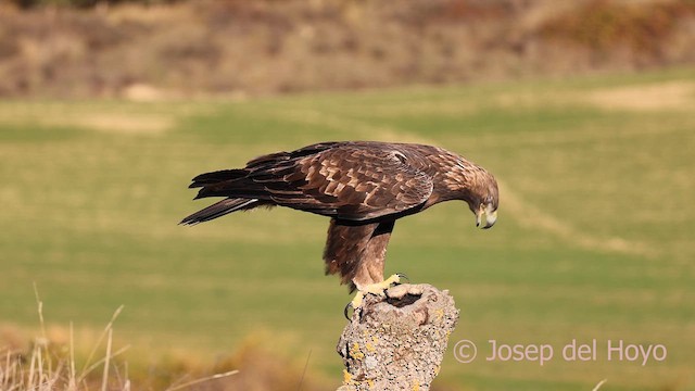 Golden Eagle - ML650569801