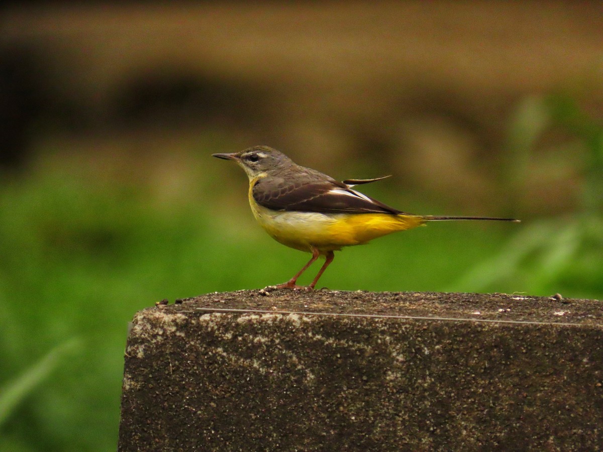 灰鶺鴒 - ML650569881