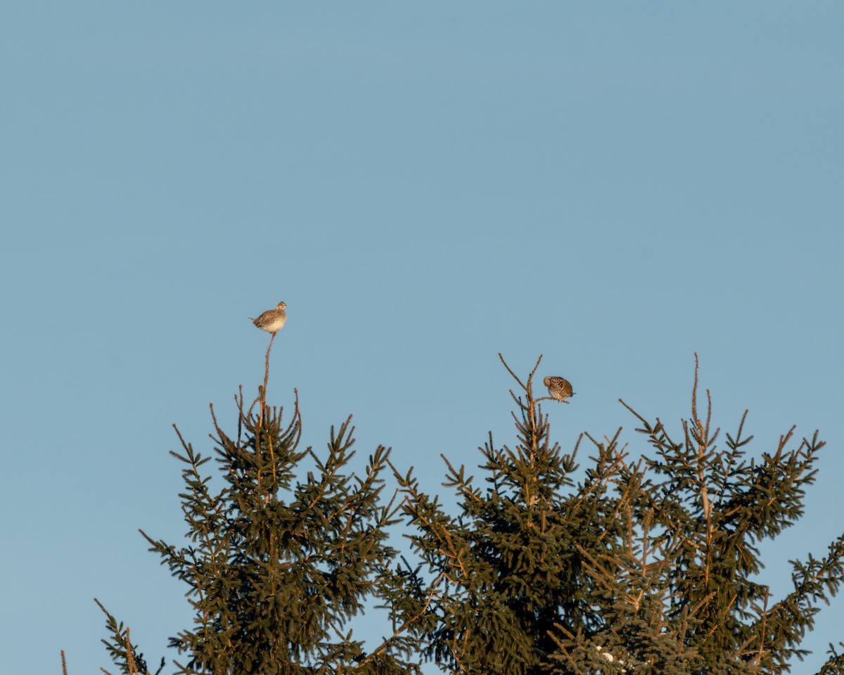 Schweifhuhn - ML650570019