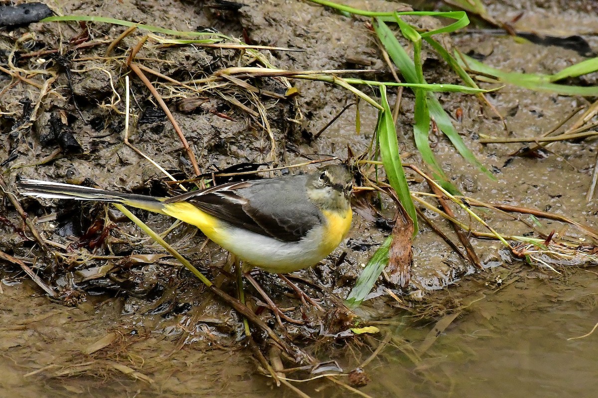 灰鶺鴒 - ML650570223