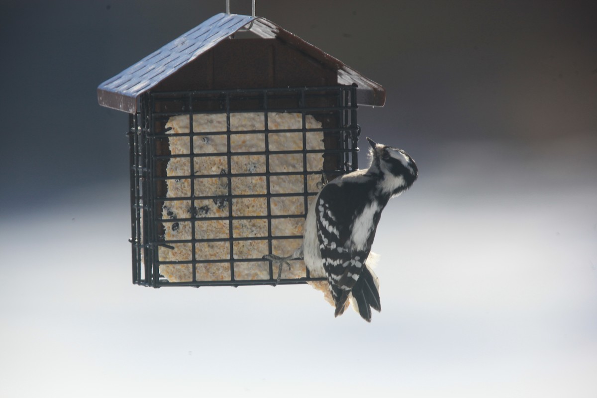 Downy Woodpecker - ML650570226