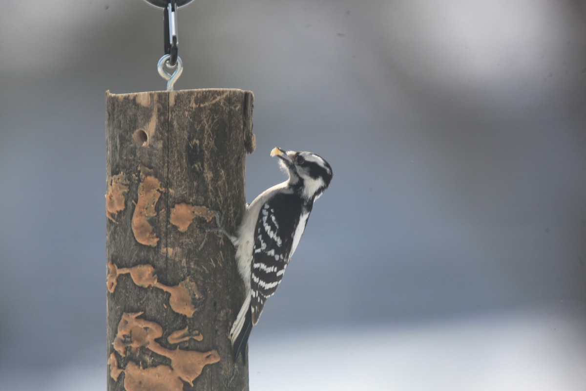 Downy Woodpecker - ML650570228