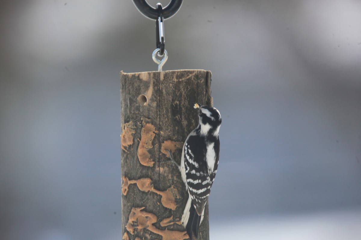 Downy Woodpecker - ML650570229