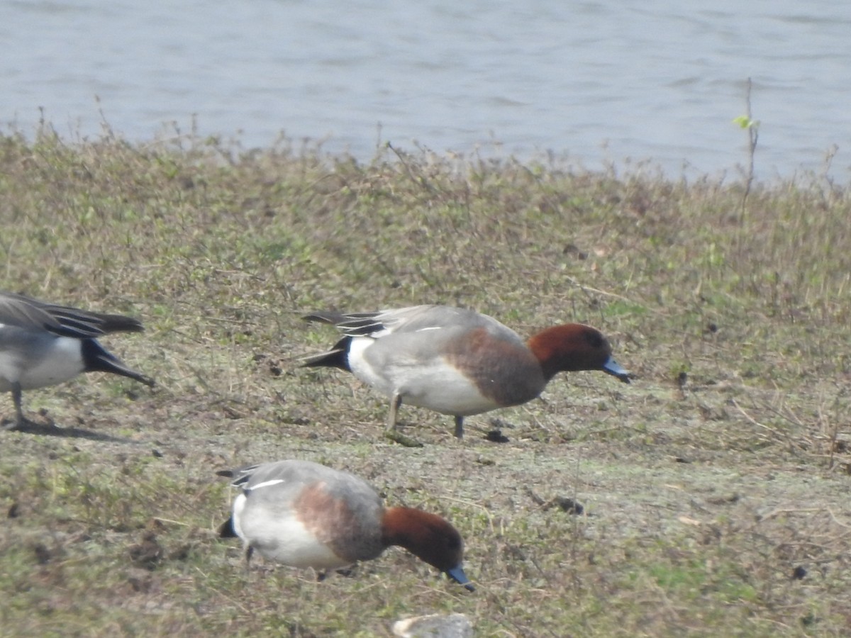 Fischione - ML650570239