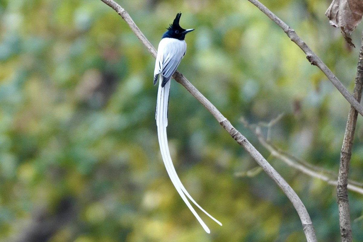 Indian Paradise-Flycatcher - ML650570240