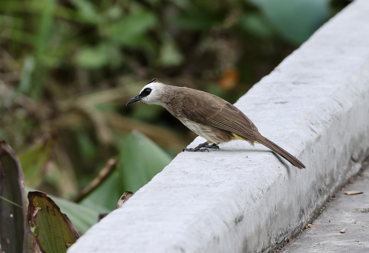 Yellow-vented Bulbul - ML650570241