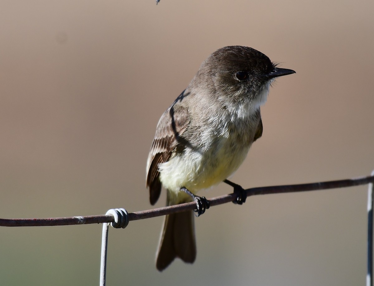 Eastern Phoebe - ML650570242