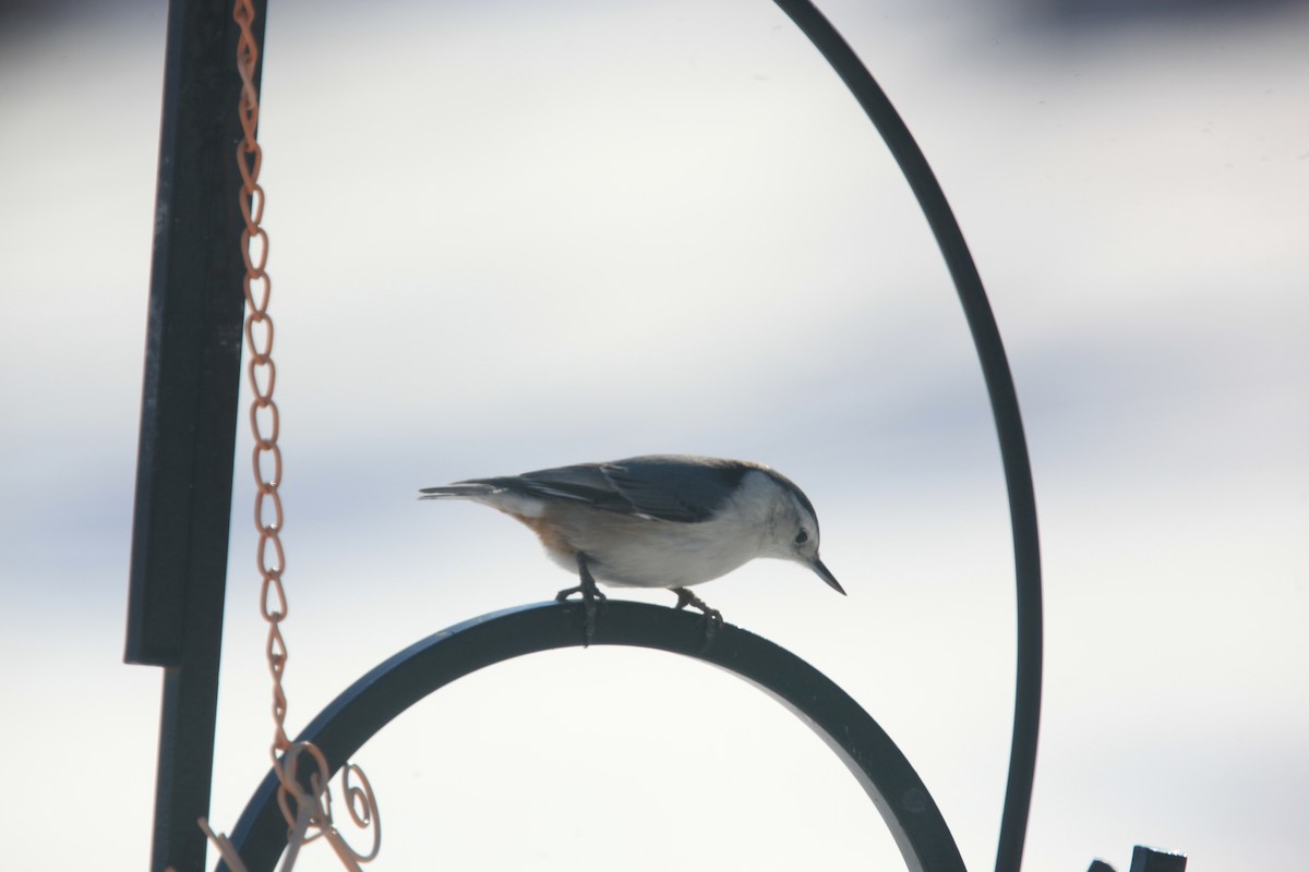 White-breasted Nuthatch - ML650570244