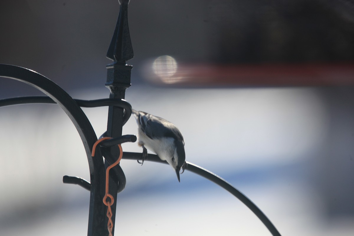 White-breasted Nuthatch - ML650570245