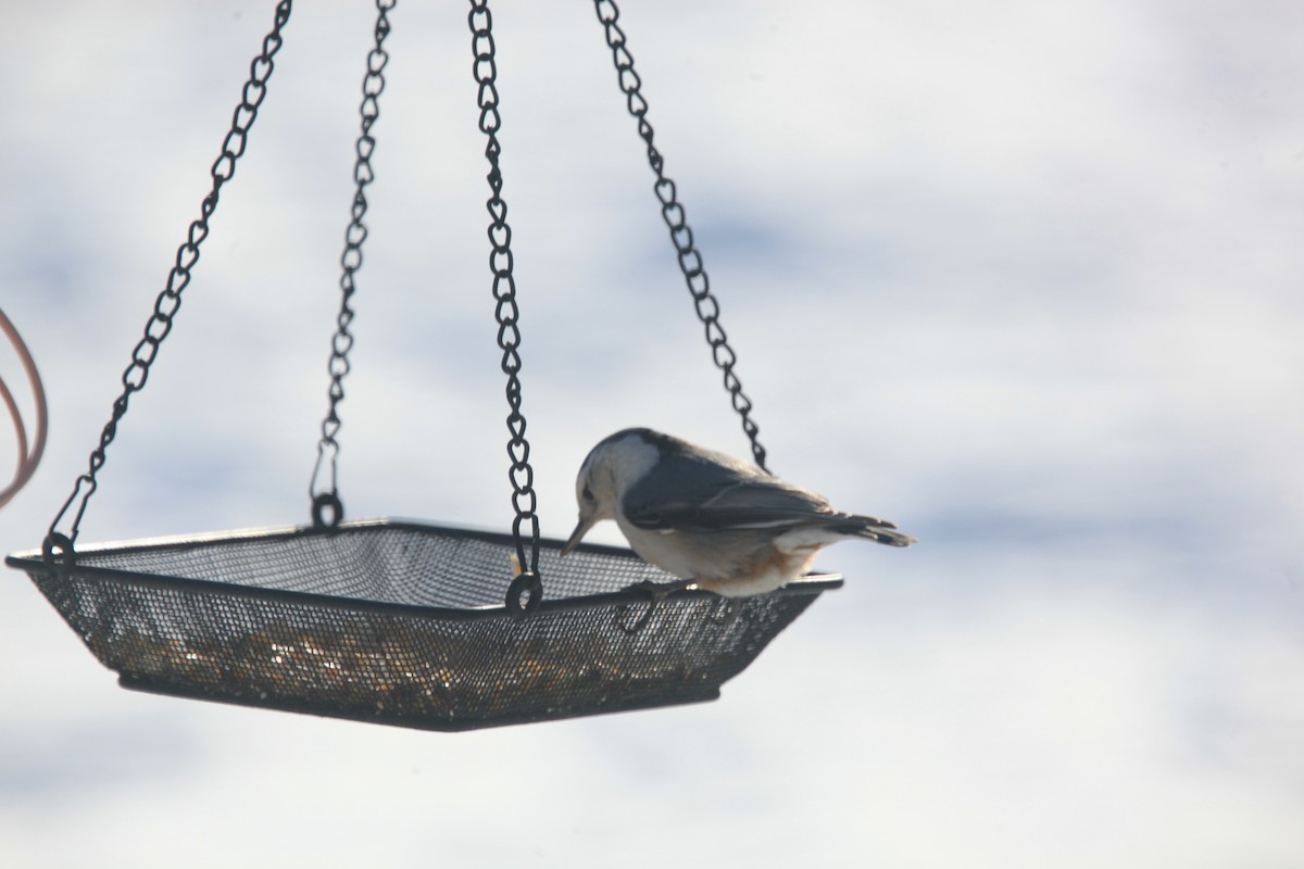 White-breasted Nuthatch - ML650570246