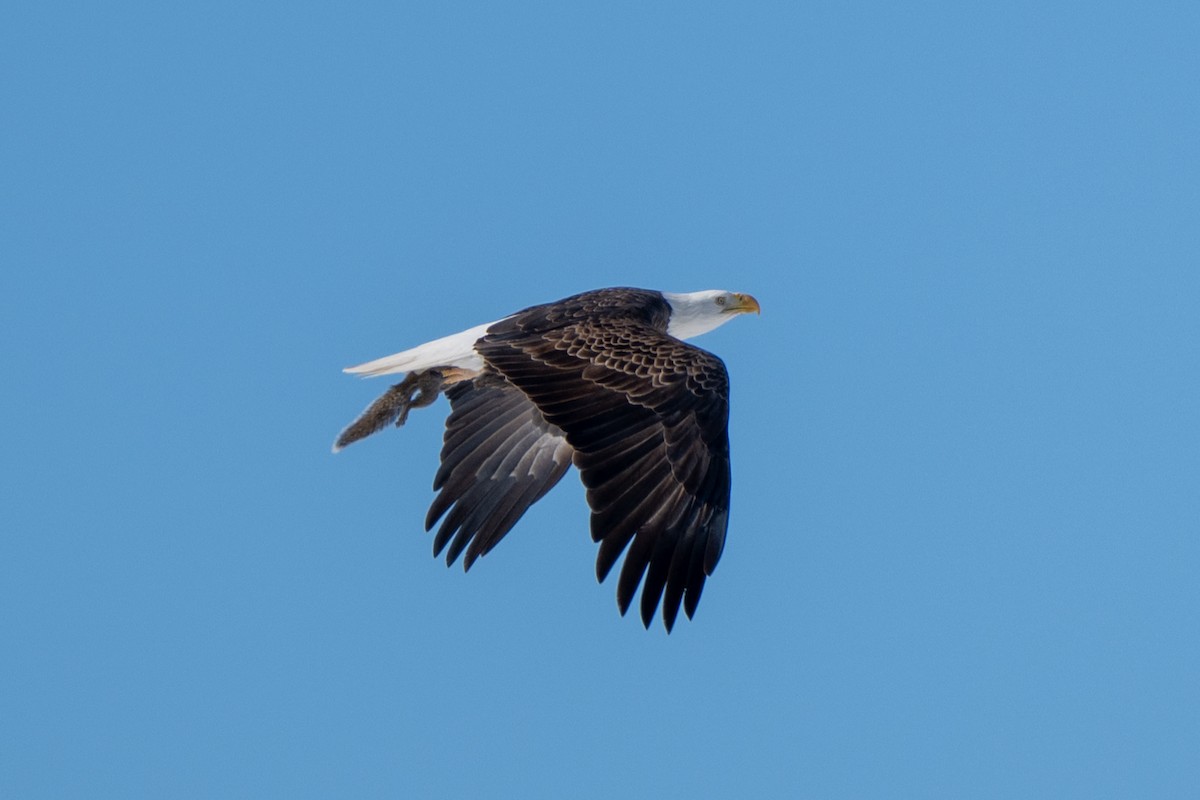 Bald Eagle - ML650570247