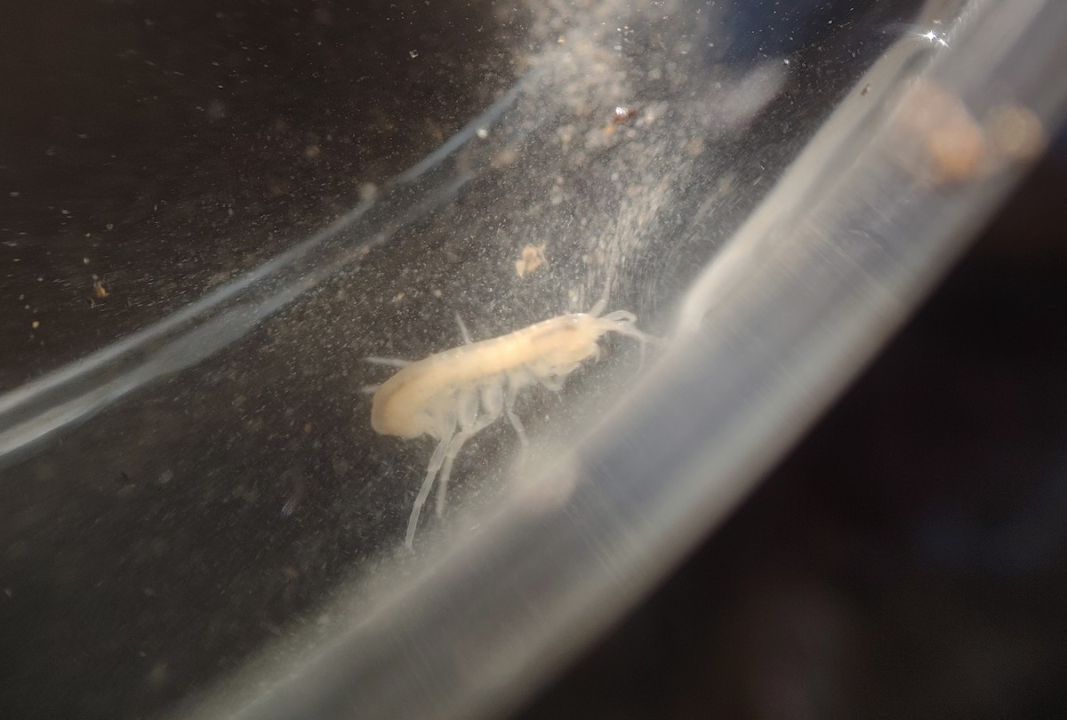 Slender Stygobromid - ML650570248