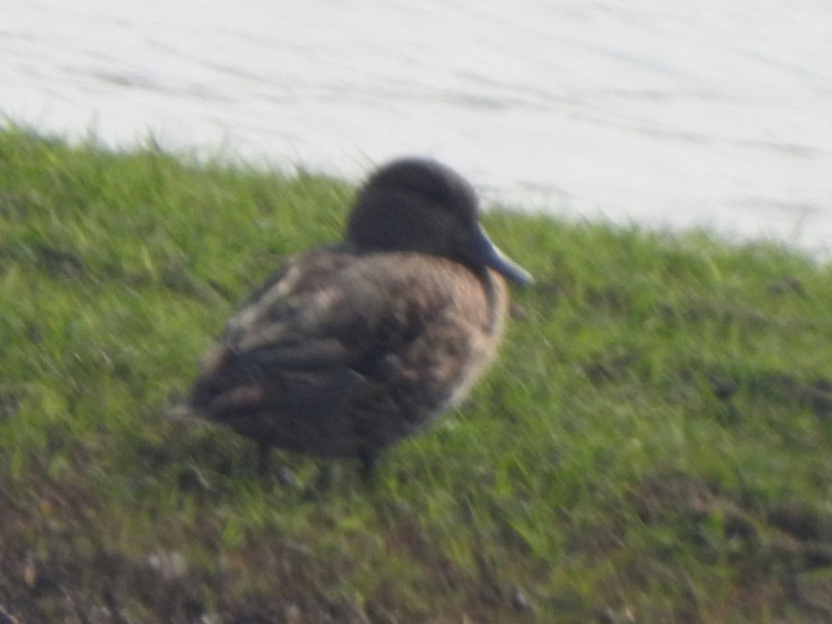 Alzavola - ML650570249