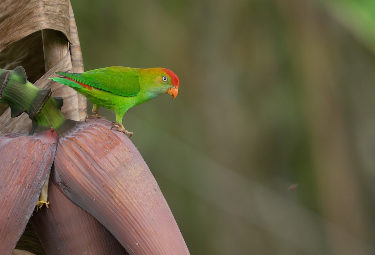 Кориліс ланкійський - ML650570250