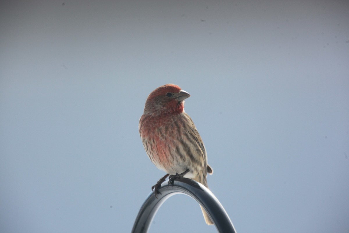 House Finch - ML650570260