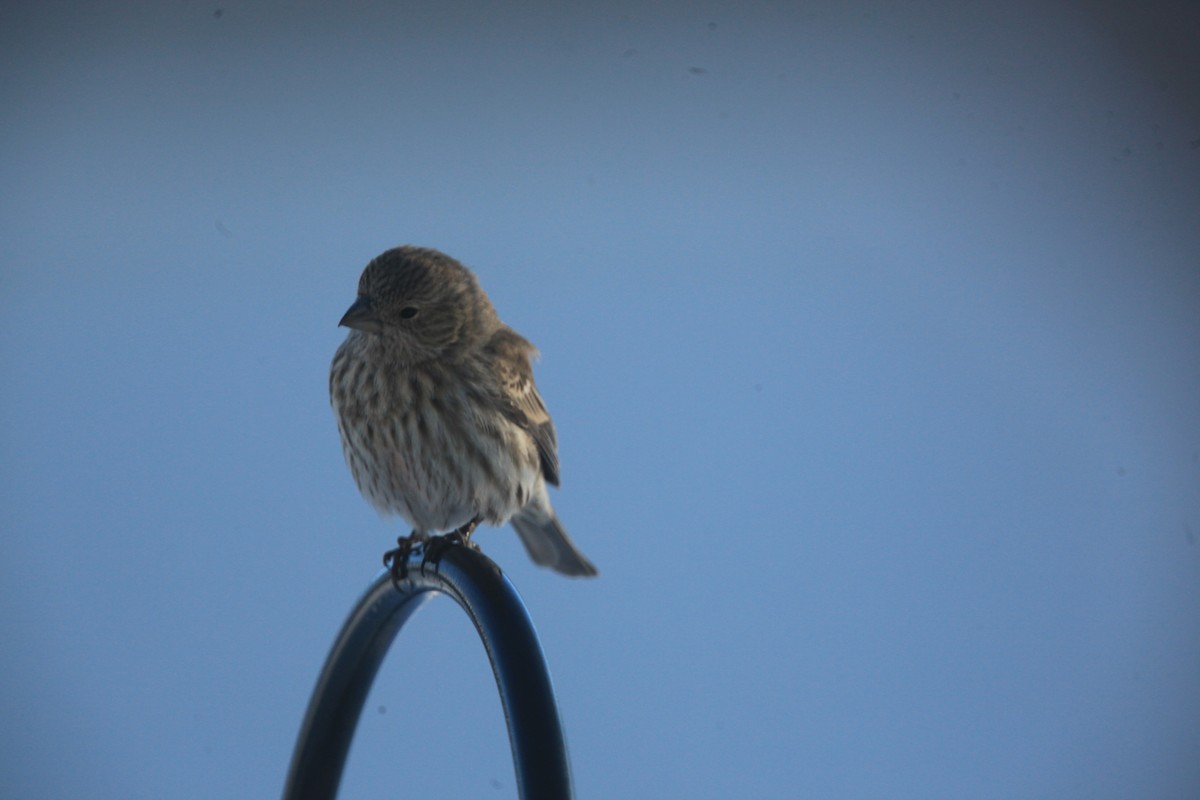 House Finch - ML650570261