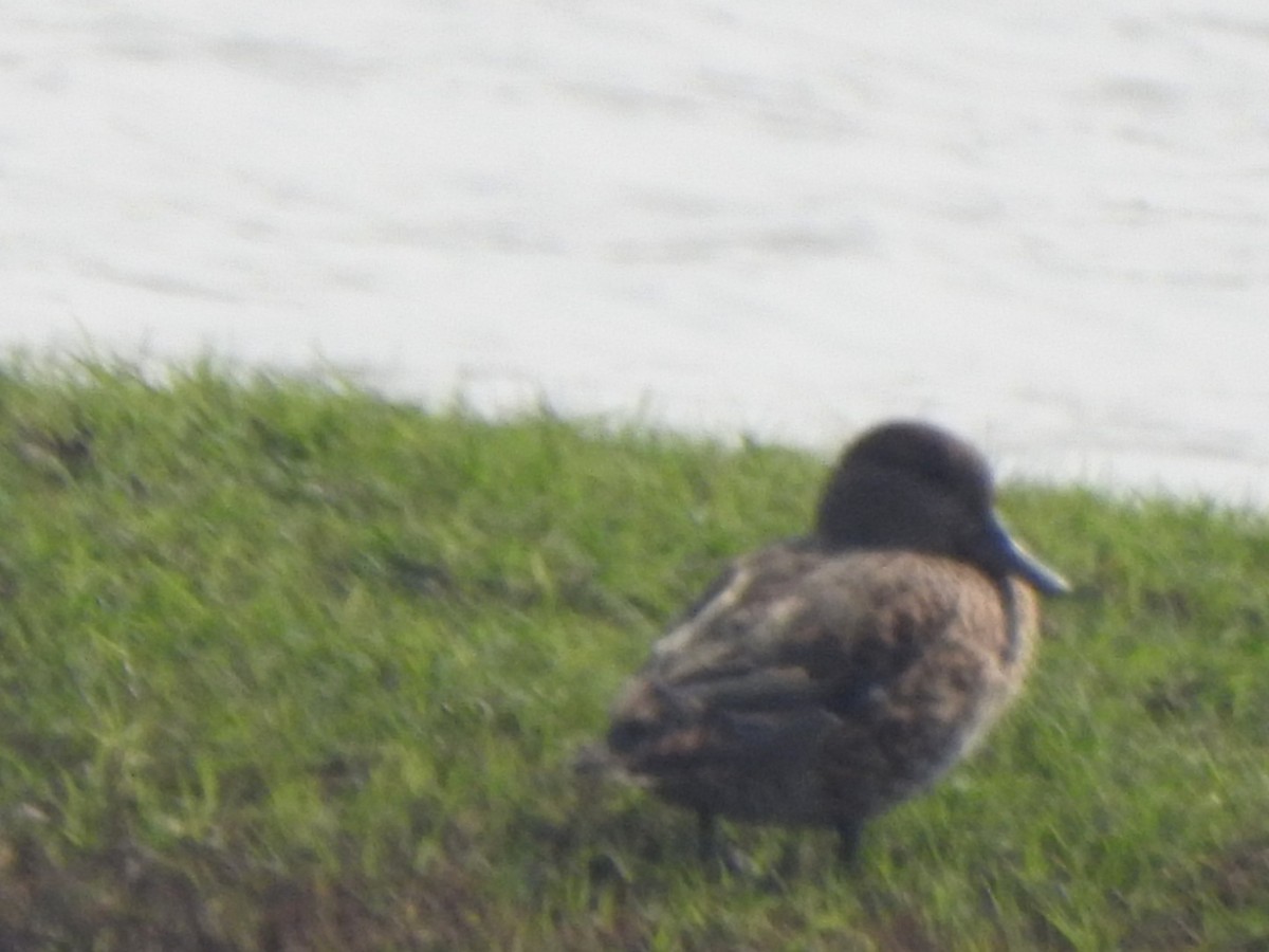 Alzavola - ML650570262