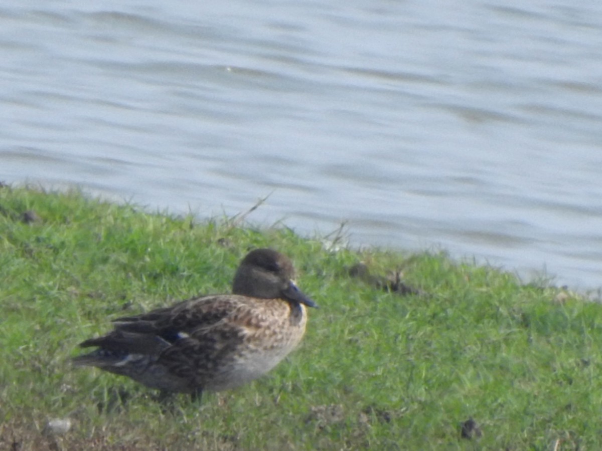 Alzavola - ML650570263