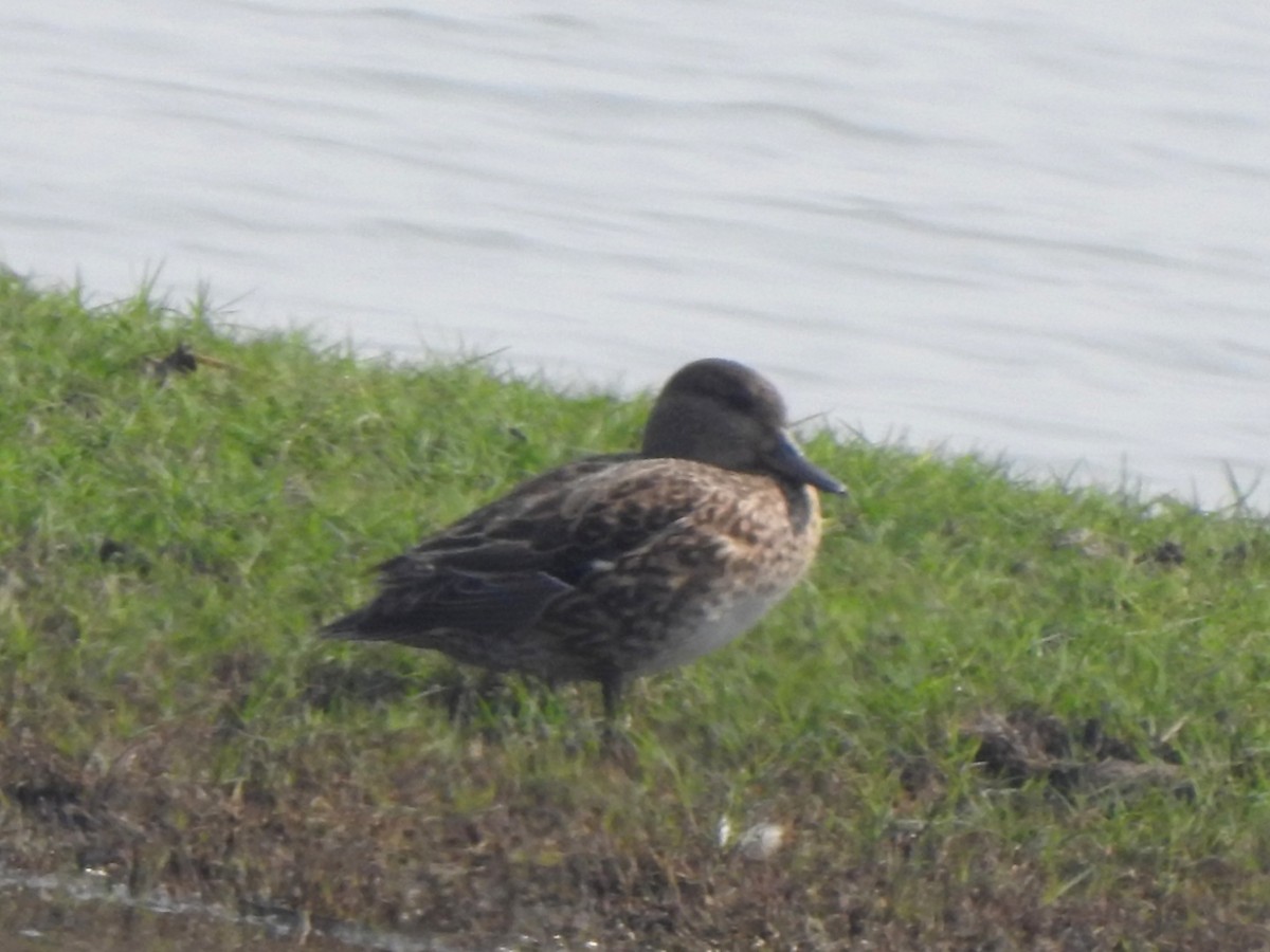 Alzavola - ML650570264