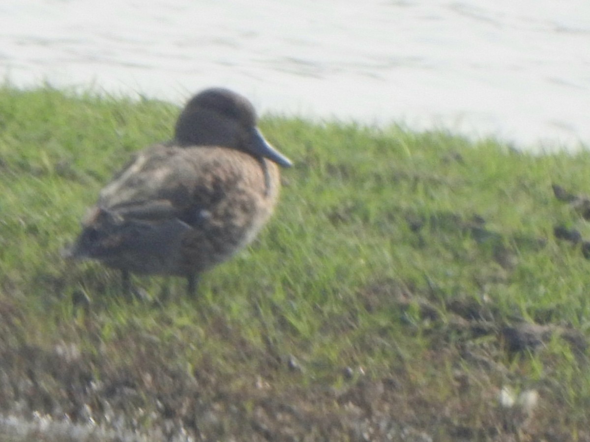 Alzavola - ML650570265