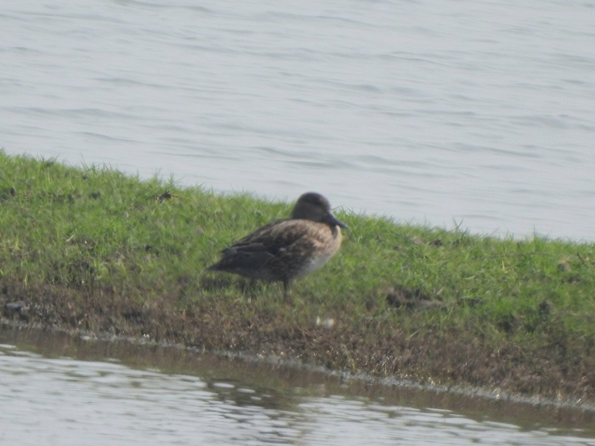 Alzavola - ML650570266