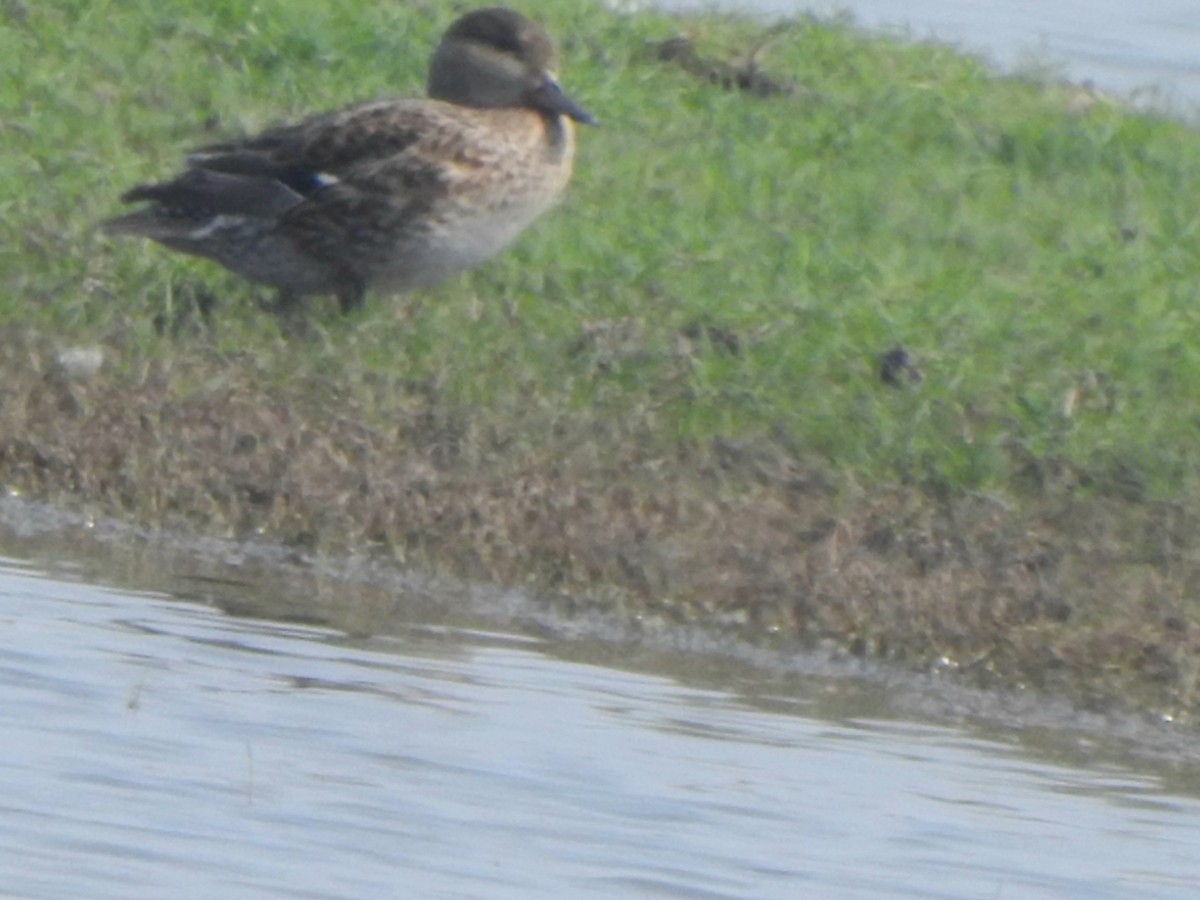 Alzavola - ML650570267