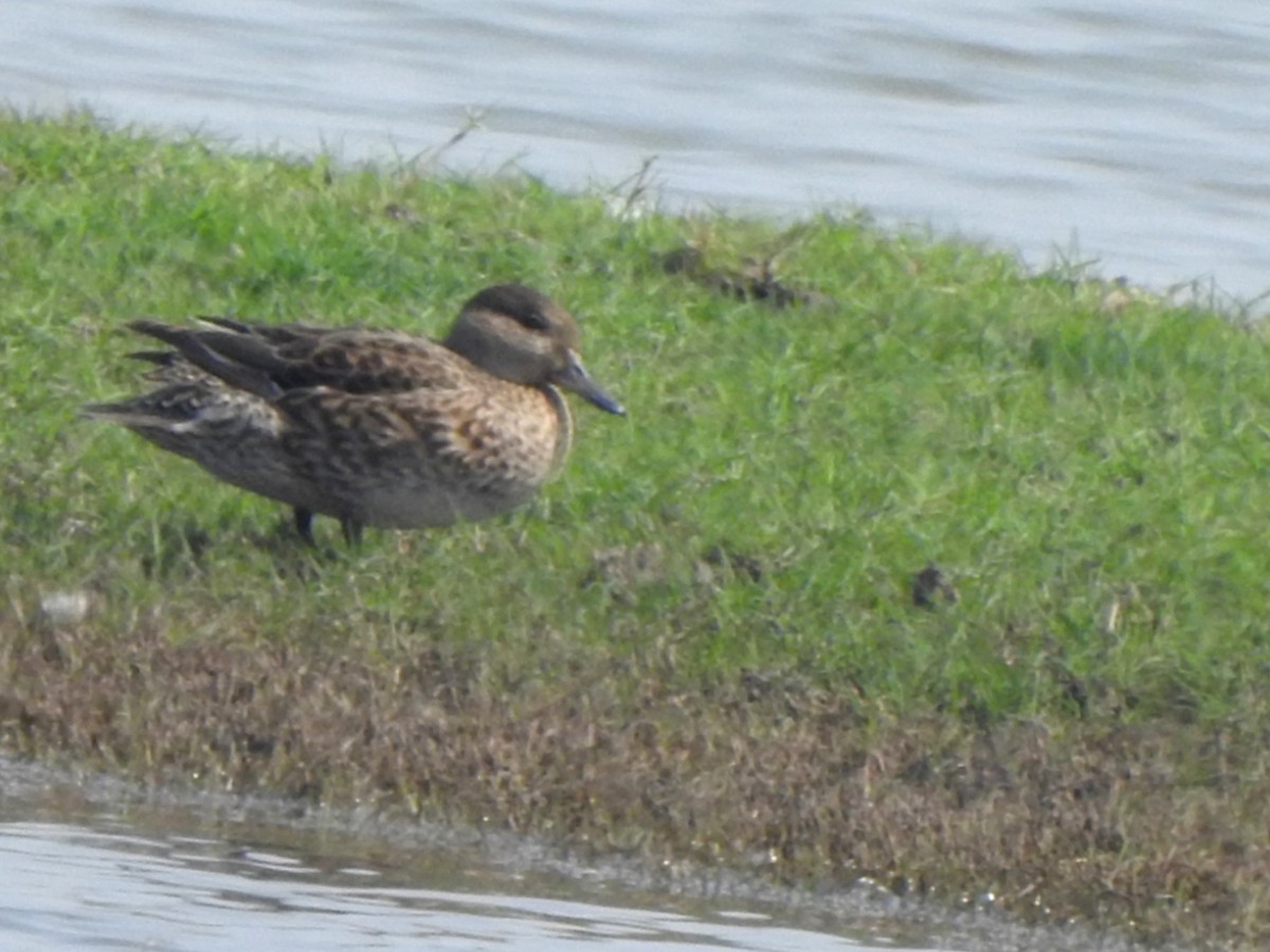 Alzavola - ML650570268