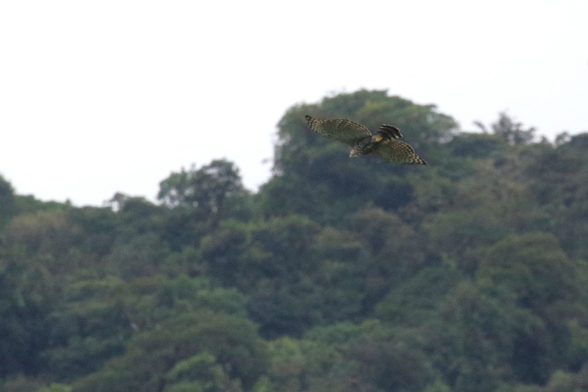 Ornate Hawk-Eagle - ML650570269