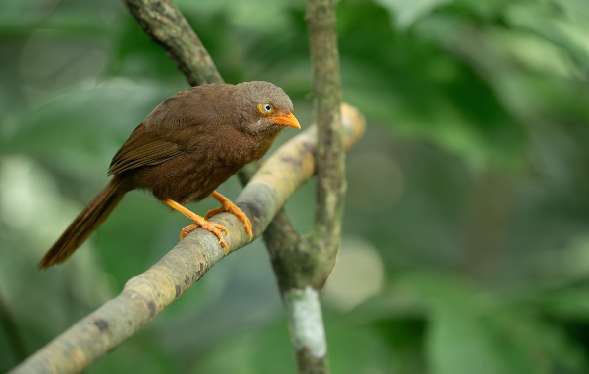 Кратеропа ланкійська - ML650570280