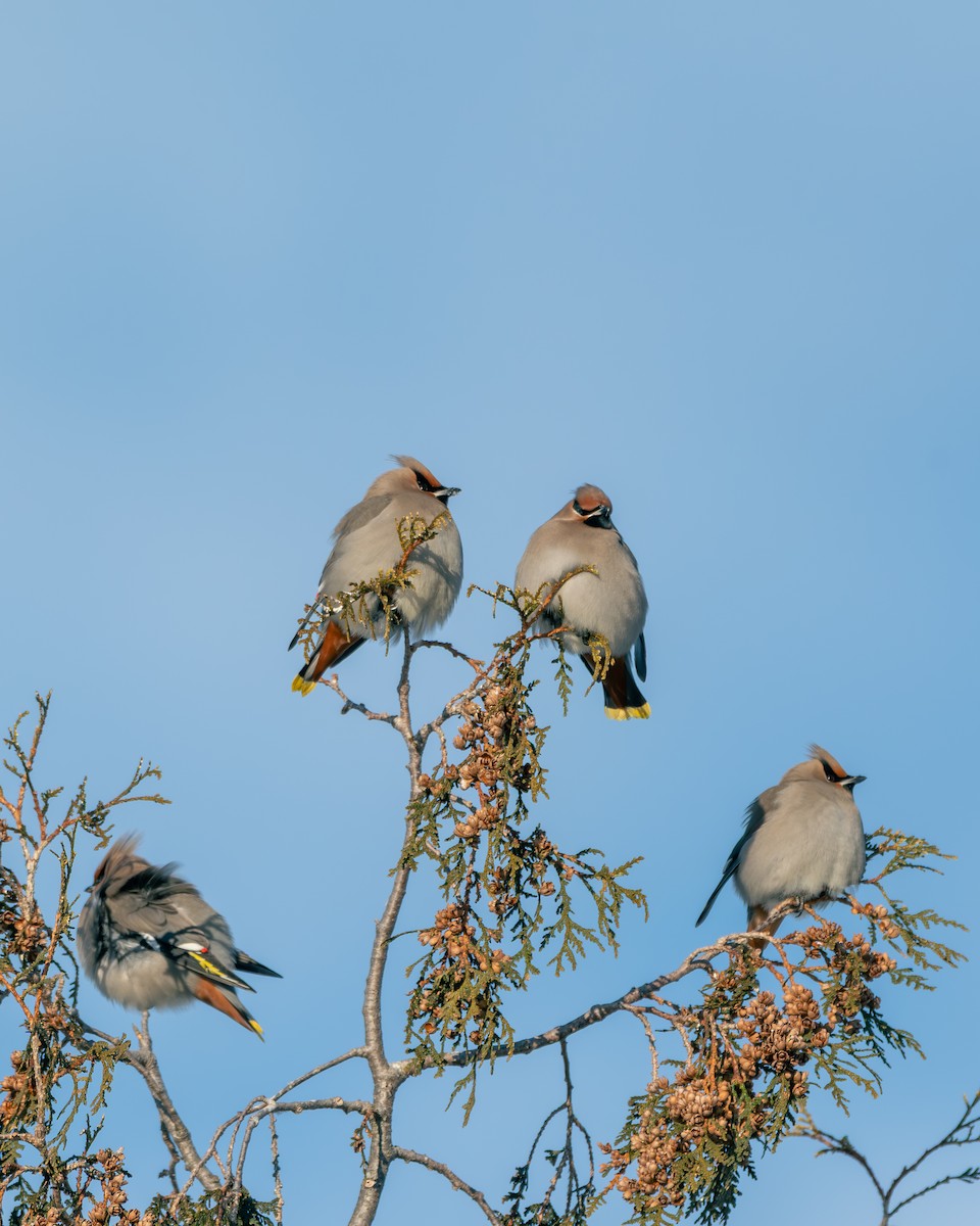 Seidenschwanz - ML650570351