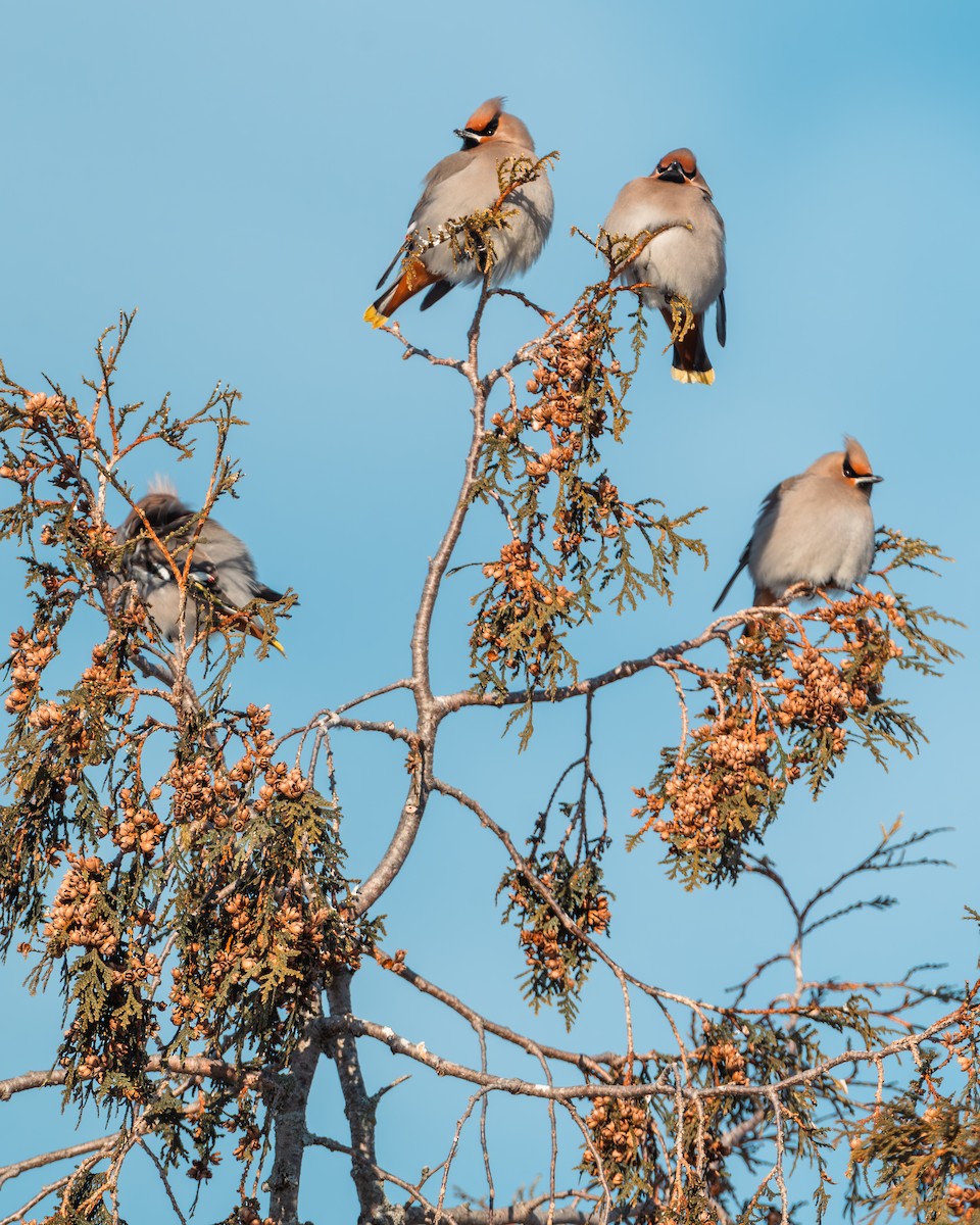 Seidenschwanz - ML650570352