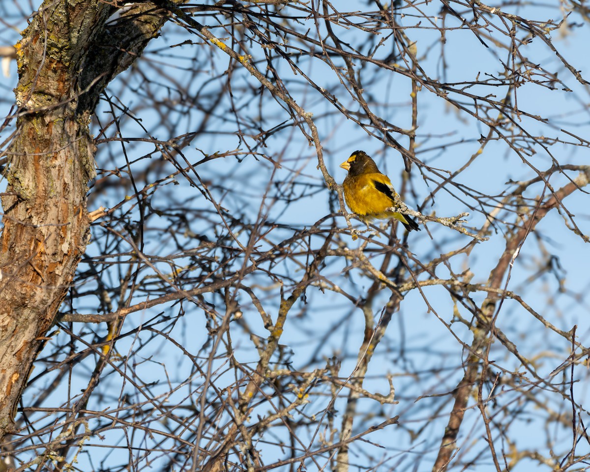 Evening Grosbeak - ML650570360