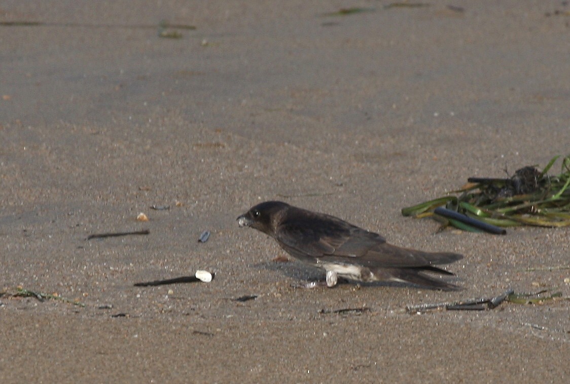 Purple Martin - ML65057041