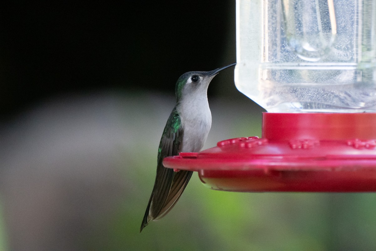 クサビオケンバネハチドリ - ML650570509