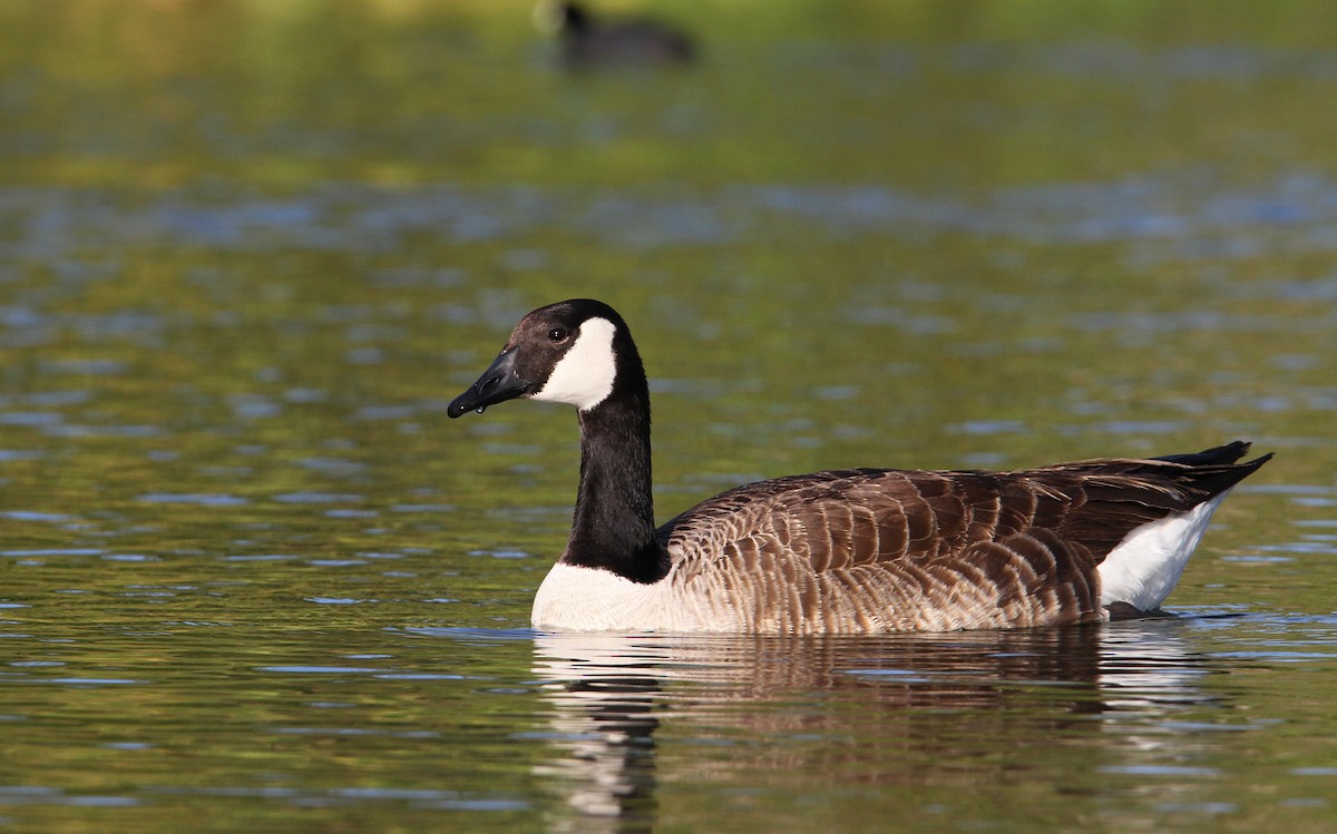 Canada Goose - ML65057071