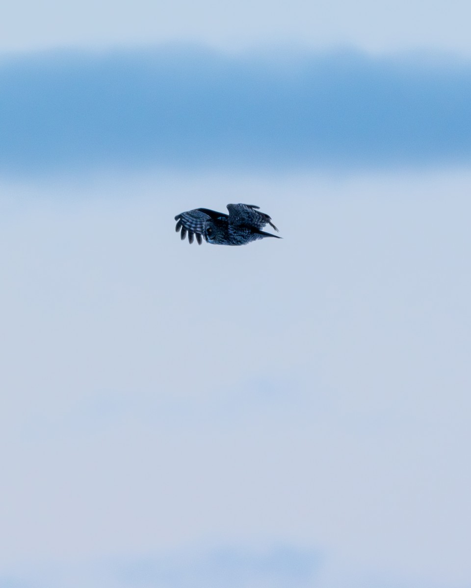 Bartkauz - ML650570710