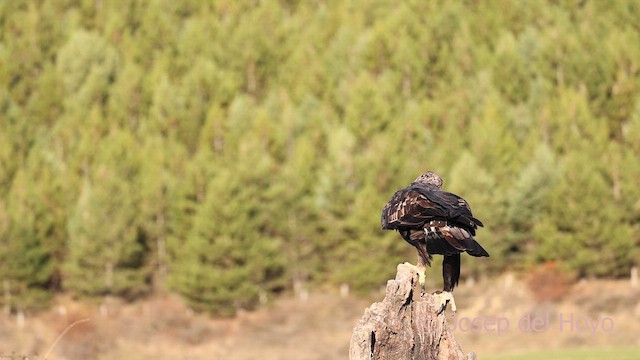 Golden Eagle - ML650570732