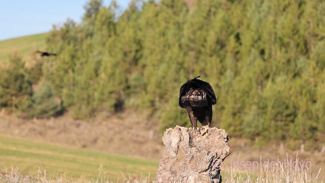 Golden Eagle - ML650571107